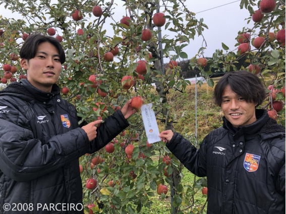 【お知らせ】『飯綱町産パルセイロりんご』を収穫しました！